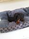 Dachshund Puppies for sale in Hollywood, FL, USA. price: $500