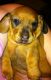 Dachshund Puppies for sale in Foley, AL, USA. price: NA