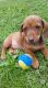 Dachshund Puppies for sale in Beckley, WV 25801, USA. price: NA
