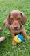 Dachshund Puppies for sale in Beckley, WV 25801, USA. price: $250
