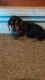 Dachshund Puppies for sale in Buffalo, NY, USA. price: NA