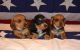 Dachshund Puppies for sale in San Diego, CA, USA. price: $500