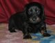 Dachshund Puppies for sale in Polaris, MT 59746, USA. price: NA