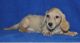 Dachshund Puppies for sale in Nebraska City, NE 68410, USA. price: NA