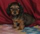 Dachshund Puppies for sale in New Hampshire Rte 101, Marlborough, NH 03455, USA. price: NA