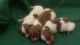 Dachshund Puppies for sale in San Diego, CA, USA. price: $700