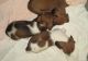Dachshund Puppies for sale in Indian River, MI 49749, USA. price: NA