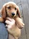 Dachshund Puppies for sale in Madison, AL, USA. price: NA