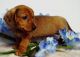 Dachshund Puppies for sale in Canal Winchester, OH, USA. price: $450