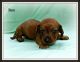 Dachshund Puppies for sale in Arvada, CO, USA. price: NA