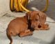 Dachshund Puppies for sale in Mobile, AL, USA. price: NA