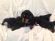 Dachshund Puppies for sale in Cape Coral, FL, USA. price: $325