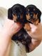 Dachshund Puppies for sale in Sacramento, CA, USA. price: NA
