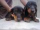 Dachshund Puppies for sale in Cochin International Airport (COK), Airport Rd, Kochi, Kerala 683111, India. price: 2500 INR