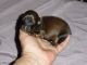 Dachshund Puppies for sale in Lexington, OH 44904, USA. price: $600