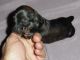 Dachshund Puppies for sale in Lexington, OH 44904, USA. price: $575