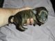 Dachshund Puppies for sale in Lexington, OH 44904, USA. price: NA