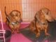 Dachshund Puppies for sale in Carrollton, VA 23314, USA. price: $650