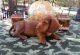Dachshund Puppies for sale in Carlsbad, CA, USA. price: NA