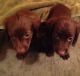 Dachshund Puppies for sale in Ann Arbor, MI, USA. price: NA