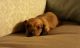 Dachshund Puppies for sale in Deckerville, MI 48427, USA. price: NA