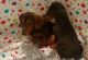 Dachshund Puppies for sale in South Miami, FL, USA. price: NA