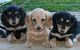 Dachshund Puppies for sale in Honolulu, HI, USA. price: NA