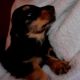 Dachshund Puppies for sale in Fort Wayne, IN, USA. price: NA