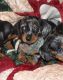 Dachshund Puppies for sale in Athens, GA, USA. price: $700