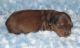 Dachshund Puppies for sale in Augusta, WI 54722, USA. price: NA
