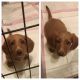 Dachshund Puppies for sale in Coral Springs, FL, USA. price: $550
