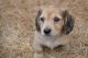 Dachshund Puppies for sale in Chehalis, WA 98532, USA. price: NA