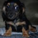 Dachshund Puppies for sale in Baltimore, MD, USA. price: $450