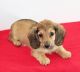 Dachshund Puppies for sale in Portland, OR, USA. price: NA