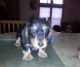 Dachshund Puppies for sale in St Pete Beach, FL, USA. price: $600