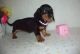 Dachshund Puppies for sale in Beaver Creek, CO 81620, USA. price: NA
