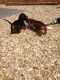 Dachshund Puppies for sale in Doddridge, Sulphur Township, AR 71826, USA. price: NA