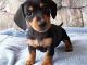 Dachshund Puppies for sale in Columbus, MT 59019, USA. price: $500
