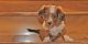 Dachshund Puppies for sale in Jacksonville, FL, USA. price: $600