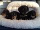 Dachshund Puppies for sale in Concord, CA, USA. price: NA