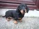 Dachshund Puppies for sale in Jacksonville, FL, USA. price: NA