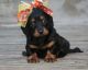 Dachshund Puppies for sale in Bellevue, KY, USA. price: NA