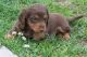 Dachshund Puppies for sale in Cokeville, WY 83114, USA. price: $500
