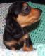 Dachshund Puppies for sale in Fairhope, AL 36532, USA. price: NA