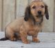 Dachshund Puppies for sale in Fairhope, AL 36532, USA. price: NA