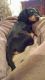 Dachshund Puppies for sale in Latham, NY 12110, USA. price: NA