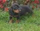 Dachshund Puppies for sale in South Bend, IN, USA. price: NA