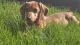 Dachshund Puppies for sale in Columbus, OH, USA. price: $3,000