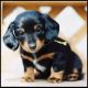 Dachshund Puppies for sale in Boise, ID, USA. price: NA