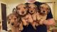 Dachshund Puppies for sale in Virginia Beach, VA, USA. price: $500